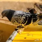 انثي تركي معقد