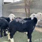رخال نجد فاخر
