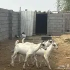 ماعز بيشي