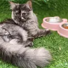 قطة شيرازي مميزة للبيع