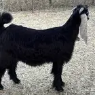 جفره العمر 6 شهور