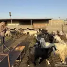 معزا خمسين معها فحلين