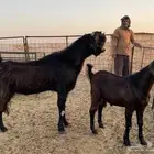 للبيع تيس شامي فاخر