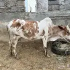 بقر بلدي