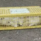 فروخ حمام