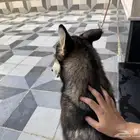 انثى هاسكي جاهزه للتزاوج