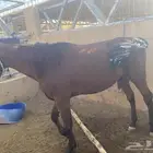 للبيع 2 أحصنه واحد سيسي البيع جمله او تفريد