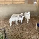 حريات ولد