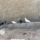 مصري مالطي منتج