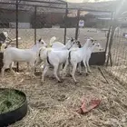 للبيع جفار بيشيات مشاء الله تبارك الله