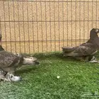 زوج أوزبك براون شيك