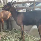 عناق للبيع