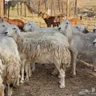 36 غنم حريات دفيع طيب السوم واصل 550 ونطلب الزود تم البيع