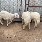 قرب يامدور الزين