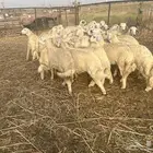طليان حريه اضاحي