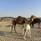 خلفه ساحليه
