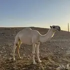 بكره باتليه