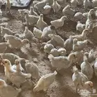 صوص للبيع
