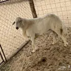 فحل حري صنف مشروط