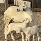 رخل والد تحتها 2