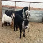 البيع تيس عارضي في الخرج