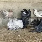 رقاص امريكي