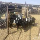 جذعات جفرات