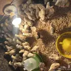 صوص دجاج فيومي