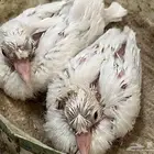 حمام ياكريم صدفي دبل كرست مع انتاجه مستوى ممتاز