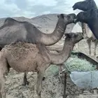 عدد آبل ست اربع لقحات وخلفة وجذعه