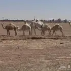 خلفات ولقحه