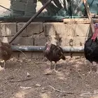 دجاجتين رومي وديك