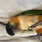 ببغاء بلاك هيد كايك