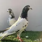 حمام. باكستاني