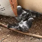 جوز تركي معقد