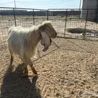 فحل عارضي اصفر