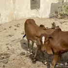 ثلاثه حسلان