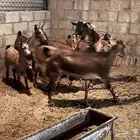 معزا هجين وعل