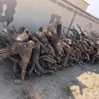 حطب سمر مستورد مستورد