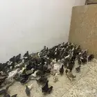 صوص دجاج عمر شهر و20 يوم