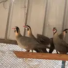 قهد حجل