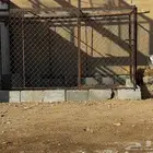 شبك طيور 3 3