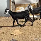 عرضيه متاومه بهمه ذبايح