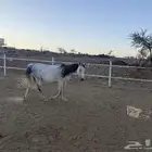 فرس معها مهره للبيع كاش أو بدل طيب من غير الفصيله