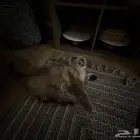 قط سكوتش هملايا للتبني