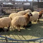 ذبايح طيبه جذعان وهرفي