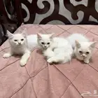 قططط شيرازيه