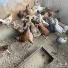 تم البيع