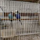 زوج طيور الحب انقليزي مبيض