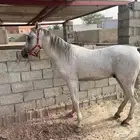 خيل